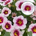 Bild von Calibrachoa P12 Pink Purple Splash